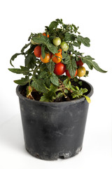 Homegrown cherry tomatoes in a pot