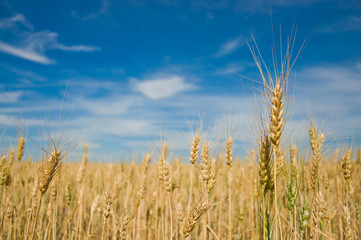 Naklejka premium Ripe wheat