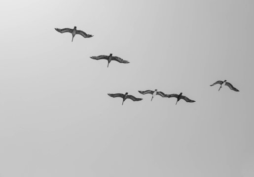 set of birds silhouettes