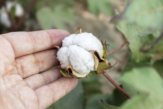 In the hands of the cotton grower harvested cotton