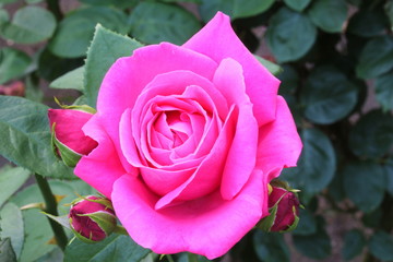 ピンクのバラ