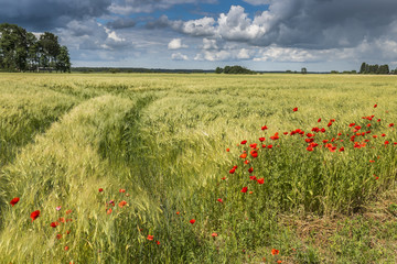 Summer landscape with wild blossoming poppy flowers
