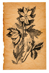 flower sketch on old paper