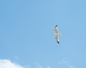 Goéland, mouette, dans le ciel