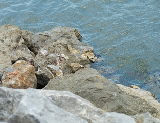 coquille saint jacques sur rocher
