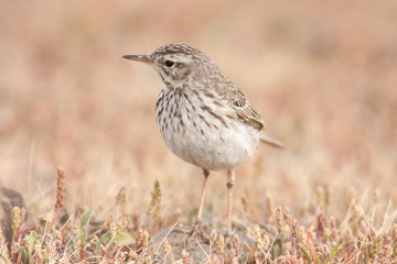 Fototapeta premium Berthelot's pipit, Anthus berthelotii