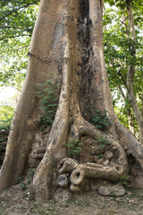 Roots of a tropical tree.
