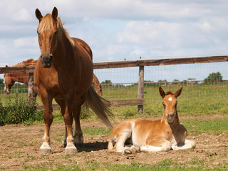 Cute Foal