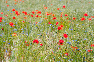 Fototapeta premium Mohn (Papaver)