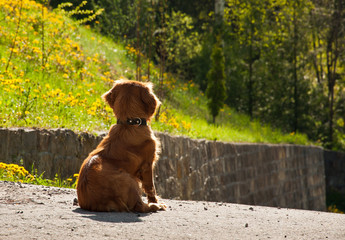 dog waiting for the owner