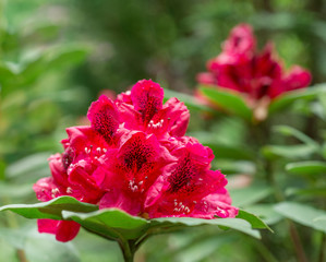 Pink rhododendron flowers