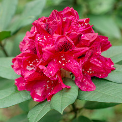 Rhododendron branch close-up in the garden