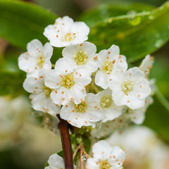 Spiraea Blossom