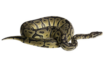 Python regius isolated on white background.