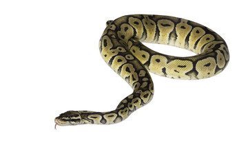 Python regius isolated on white background.