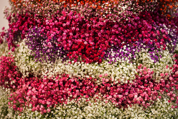 colorful bouquet of small flowers