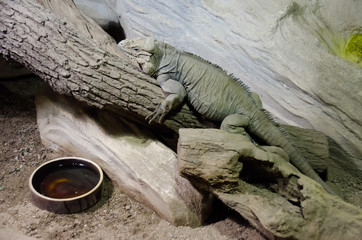 lizard in a terrarium