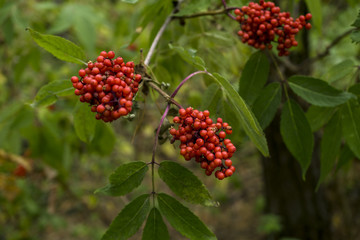 Red viburnum bush in the forest background