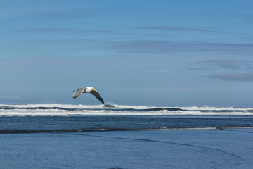 Seagull flying along the shore