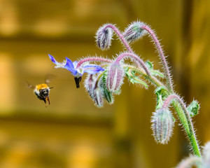 Biene im Anflug, fliegt von einer blauen Blüte des Borretsch auf die Kamera zu