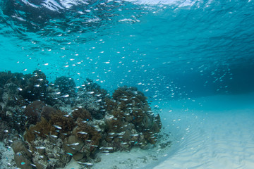 Small Fish and Coral Bommie in Lagoon