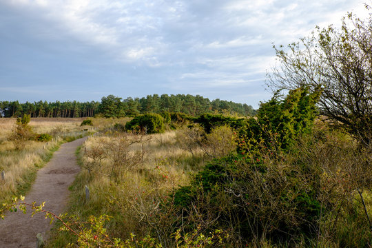 D&uuml;nengebiet am Darsser Ort, Nationalpark Vorpommersche Boddenlan