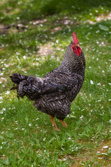 Rooster