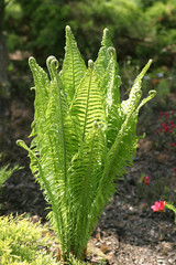 Paproć - natura - liść, liście, zielone © agatop