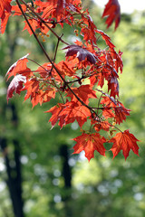 Natura - liść, liście czerwone