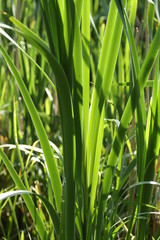Natura - trawa, liść, liście, zielone