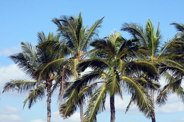 Fototapeta na wymiar palm trees in blue sky