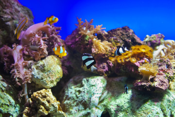 Naklejka na ściany i meble Fishes and corals reef in Aquarium