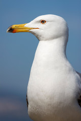 Sea gull head portrait