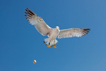 Sea gull