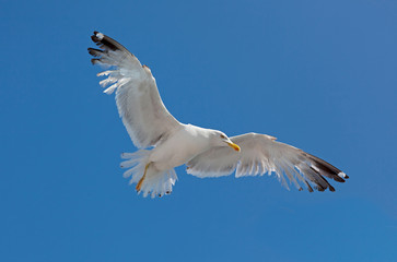 Sea gull
