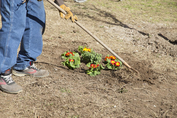 Gardener and flower bed