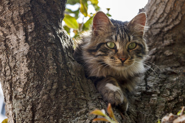 green-eyed cat on tree