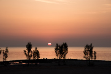 Fototapeta na wymiar Young trees at the sea shore in early sunrise
