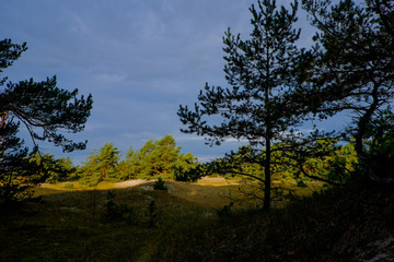 Dünengebiet am Darsser Ort, Nationalpark Vorpommersche Boddenlan