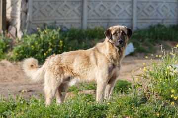 Anatolian Shepherd Dog