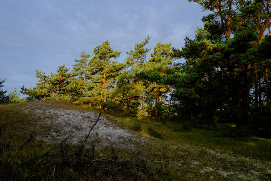 D&uuml;nengebiet am Darsser Ort, Nationalpark Vorpommersche Boddenlan