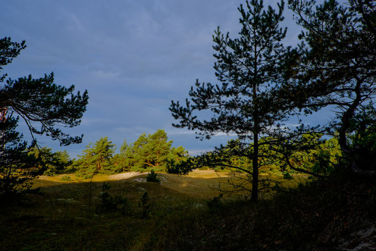 D&uuml;nengebiet am Darsser Ort, Nationalpark Vorpommersche Boddenlan