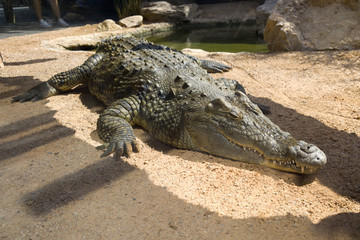 Cocodrilo del Nilo