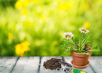 Gardening, Flower Pot, Potted Plant.