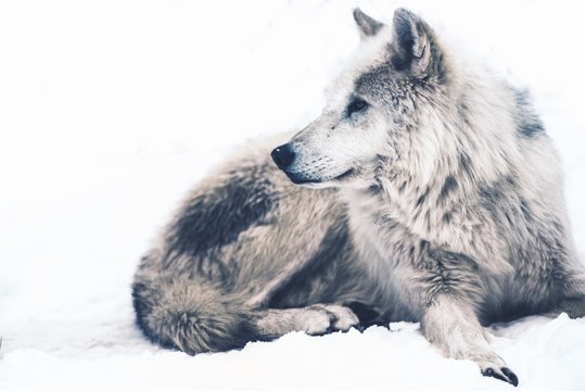 Arctic Wolf