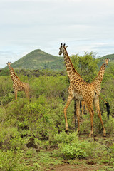 Fototapeta premium Giraffe