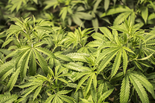 Marijuana Leaves Growing on Plant Indoor