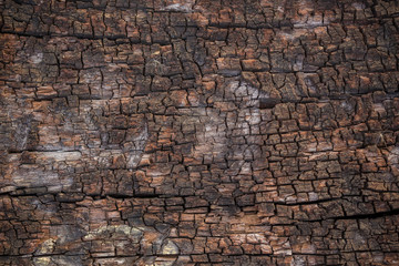 wood texture. background