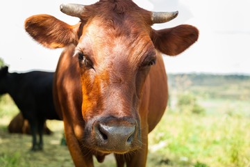 Cow, blue, sky.