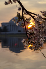 Sunrise over the Jefferson Memorial from across the Tidal Basin during the National Cherry Blossom Festival with some flowers in the foreground. Washington, DC.